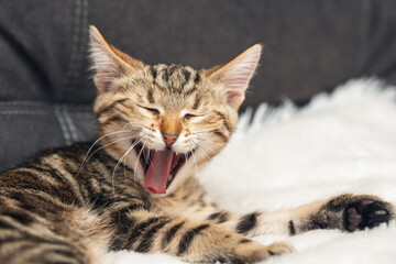 A playful tabby kitten enjoys a cozy moment on a soft blanket, yawning with pleasure and sleepiness