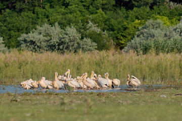 Group of great white pelicans Pelecanus onocrotalus on lake in southeast Romania