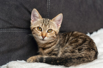 Adorable tabby kitten relaxing on soft blanket against a dark sofa background, showcasing its playful nature and expressive eyes