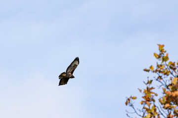 Birds being birds in the sky