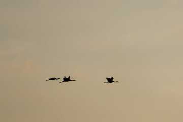 Birds being birds in the sky