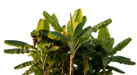 Lush green banana plants, with a developing banana flower and small green bananas, cutout, PNG isolated on white or transparent background