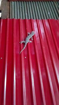 Big Gecko on The Wall