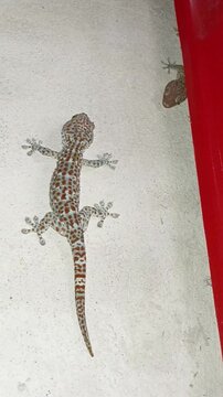 Big Gecko on The Wall