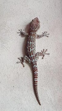 Big Gecko on The Wall