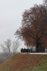 Linden trees on the Ryazan Kremlin embankment in autumn
