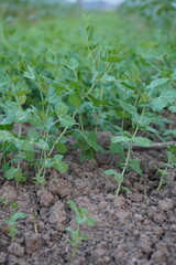 Young Pea Plants Growing in Farm Soil