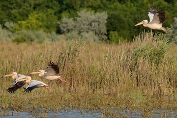 Group of great white pelicans Pelecanus onocrotalus on lake in southeast Romania