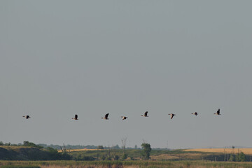 Group of greylag goose anser anser flying on sky of Romania