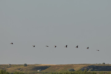 Group of greylag goose anser anser flying on sky of Romania