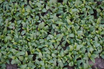 Obraz premium A Cluster of Garden Cress Plants on Soil