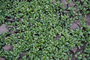 Young Green Groundcover Plants on Soil