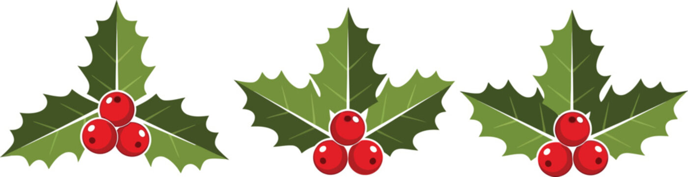 Three decorative holly leaves with berries arrangement isolated on transparent background. Green leaves and red berries. Christmas winter holiday