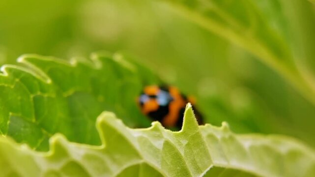 Macro Orange Beetle Pattern Crawling On Green Leaf Insect Diversity Visual 4K