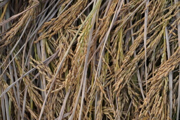 Close Up of Harvested Rice Ears and Straw