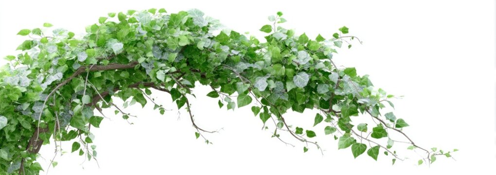 Green ivy vine arch isolated on white - Powered by Adobe