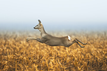 female roe deer Capreolus capreolus Majestic roe deer, capreolus capreolus, approaching on field in autumn. Female mammal with orange fur runing and jumping Poland Europe