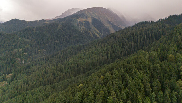 Aerial view of Fairy Forest in Pulga, Parvati Valley, Himachal Pradesh on an autumn evening, showing dense pine and deodar trees with rocky mountain peaks in the background and clouds drifting over 
