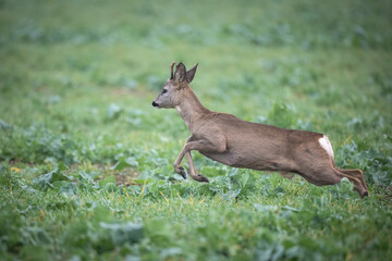 male roe deer Capreolus capreolus Majestic roe deer, capreolus capreolus, approaching on field in autumn. Male mammal with orange fur runing Poland Europe