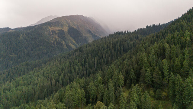 Aerial view of Fairy Forest in Pulga, Parvati Valley, Himachal Pradesh on an autumn evening, showing dense pine and deodar trees with rocky mountain peaks in the background and clouds drifting over