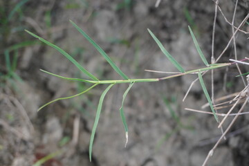 Wild Green Grass Stem Macro on Dry Soil