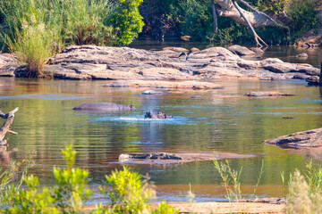 A crocodile rest on the banks of the river and  A herd of hippos swiming on the banks of the Crocodile River in Kruger National Park, South Africa