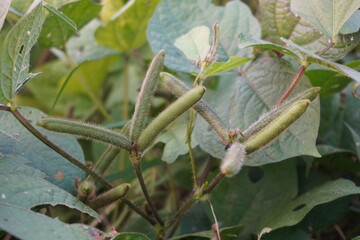 Black Gram Urad Dal Seeds pods and plants