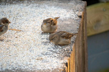 Sparrows peck at dry oatmeal