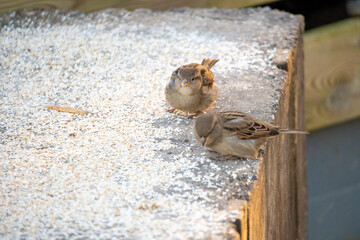 Sparrows peck at dry oatmeal