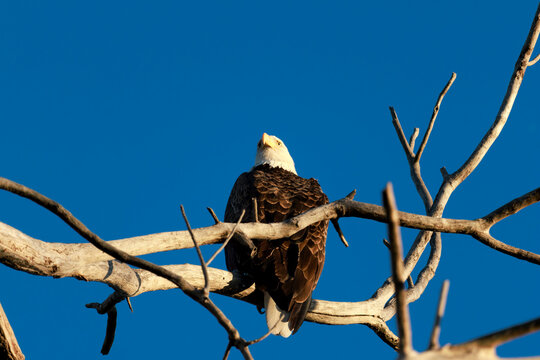 Bald Eagle Perched on Branch - Powered by Adobe
