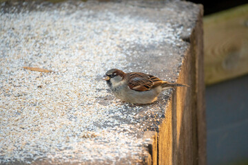 Sparrows peck at dry oatmeal