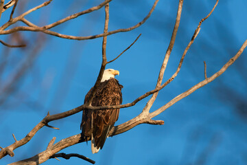 Bald Eagle Perched on Branch