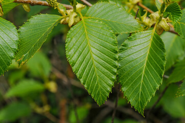 Alnus firma, a deciduous broadleaf tree of the Betulaceae family, known for nitrogen fixation and erosion control, thriving on mountain slopes and poor soils across Korea. Photographed in Korea.