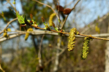 Alnus firma, a deciduous broadleaf tree of the Betulaceae family, known for nitrogen fixation and erosion control, thriving on mountain slopes and poor soils across Korea. Photographed in Korea.