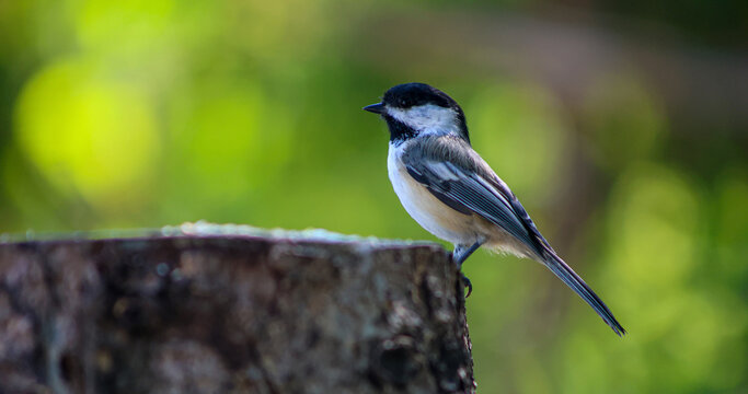 Black-capped chickadee perched on a tree stump with green bokeh background