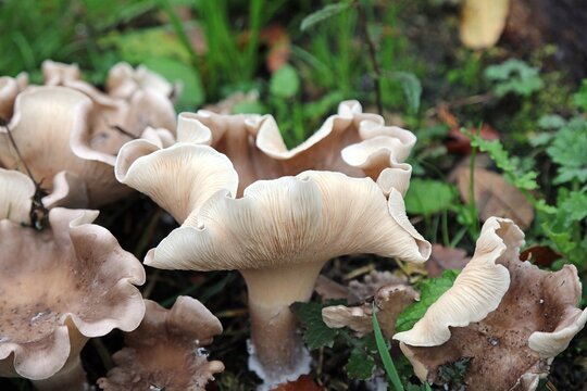 Macro image of Clouded Funnel mushrooms, Derbyshire England
