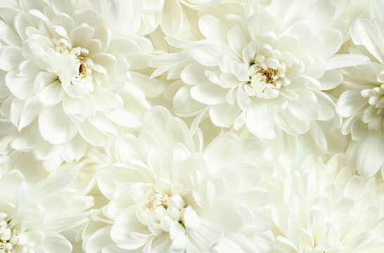 White chrysanthemum flowers close up. Soft natural floral texture, petals with gentle light and delicate shadows, seamless botanical background for wedding invitation, greeting cards. Aesthetic photo