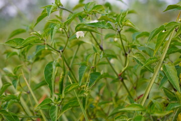 Fototapeta premium Closeup of green chili pepper plant with leaves and buds in an agricultural field