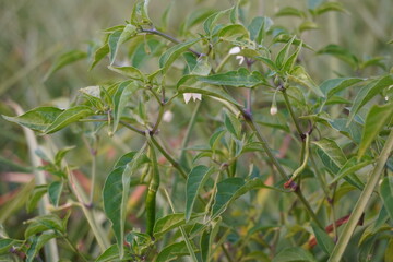 Green chili pepper plants growing in a field, agriculture closeup