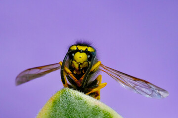A wasp on a flower leaf