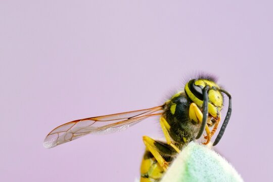 A wasp on a flower leaf