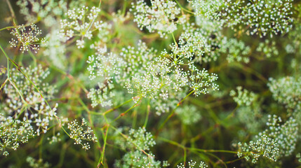Anise growing in the garden. Outdoor background. Close up. © annapustynnikova
