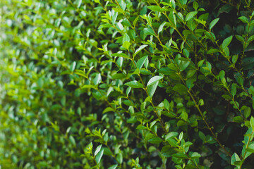 Boxwood bush in the sun. Outdoor background. Close up.