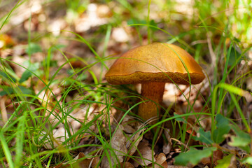 Mushroom boletus growing in the forest grass. Close up. Copy space.