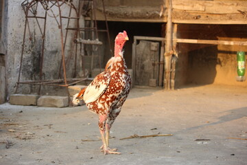 A strikingly patterned young chicken with brown and white mottled feathers stands tall in a farmyard setting
