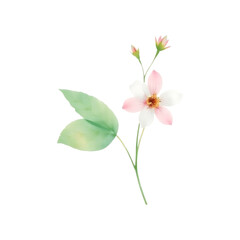 Pink orchid flower isolated on white background with green leaf and purple bud