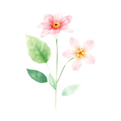 Beautiful isolated pink and white flower blossom closeup