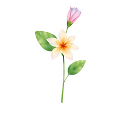 Pink and white lily blossom and pink and yellow tulip flowers isolated, macro closeup of beautiful spring flora and nature