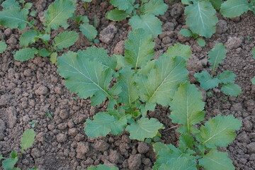 Young Mustard Plant Seedlings Growing in Farm Soil