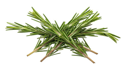 Isolated rosemary sprigs, fresh green herb for cooking or garnish, flavoring ingredient